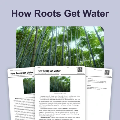 How Roots Get Water - reading educational content