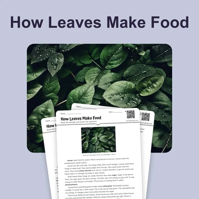 How Leaves Make Food - reading educational content