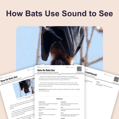 How Bats Use Sound to See - reading educational content