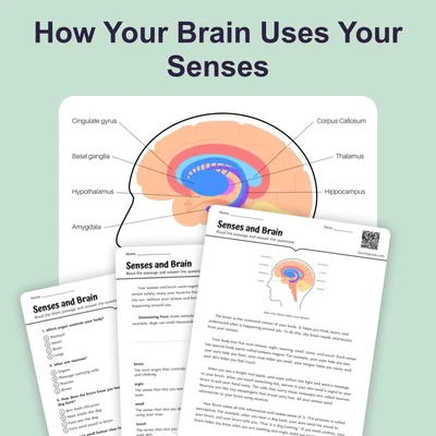 Senses and Brain - reading educational content