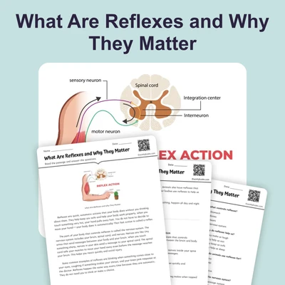 What Are Reflexes and Why Matter - reading educational content