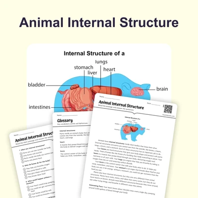 Animal Internal Structure - reading educational content