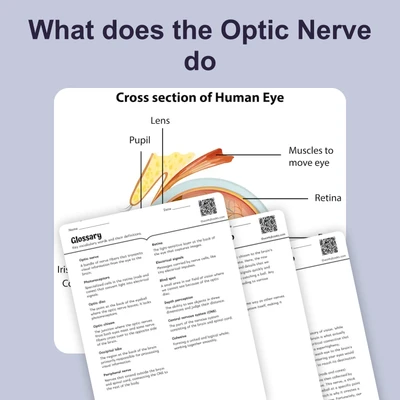 What does the Optic Nerve Do - reading educational content