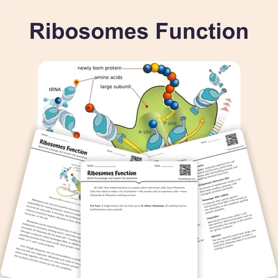 Ribosomes Function - reading educational content
