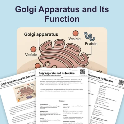 Golgi Apparatus and Its Function - reading educational content