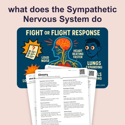 What does the Sympathetic Nervous System do - reading educational content