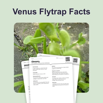 Venus Flytrap Facts - reading educational content