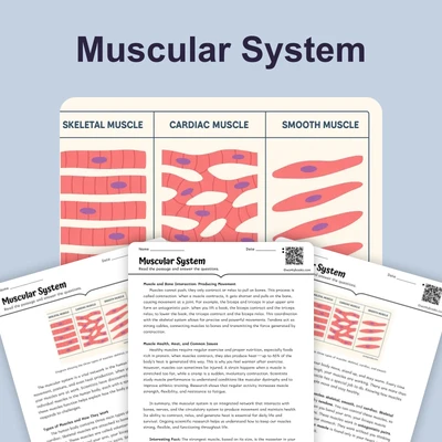 Muscular System - reading educational content