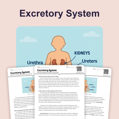 Excretory System - reading educational content