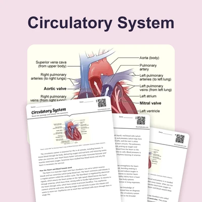 Circulatory System - reading educational content