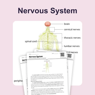 Nervous System - reading educational content