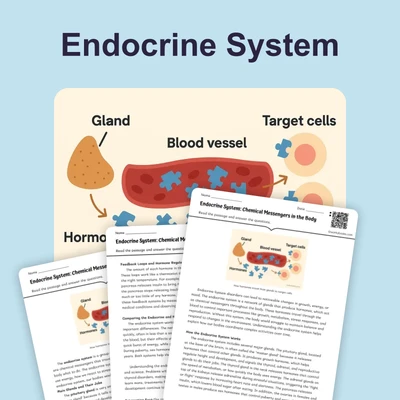 Endocrine System - reading educational content
