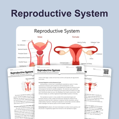 Reproductive System - reading educational content