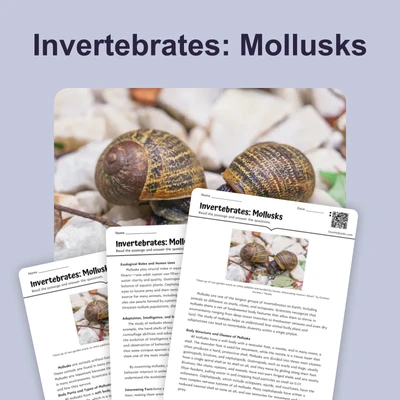 Invertebrates: Mollusks - reading educational content