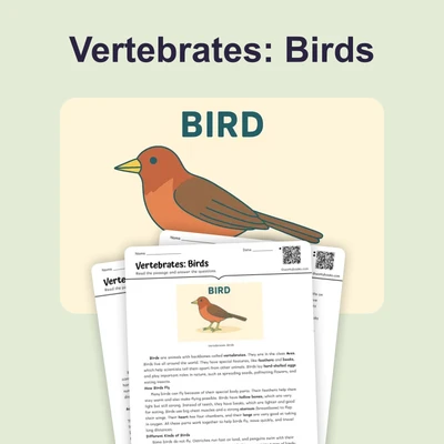 Vertebrates: Birds - reading educational content
