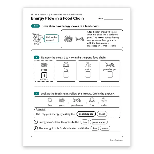 3rd Grade Energy Flow in a Food Chain worksheet for grade 3