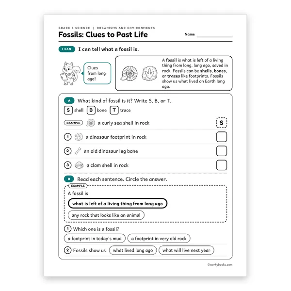 3rd Grade Fossils: Clues to Past Life worksheet for grade 3