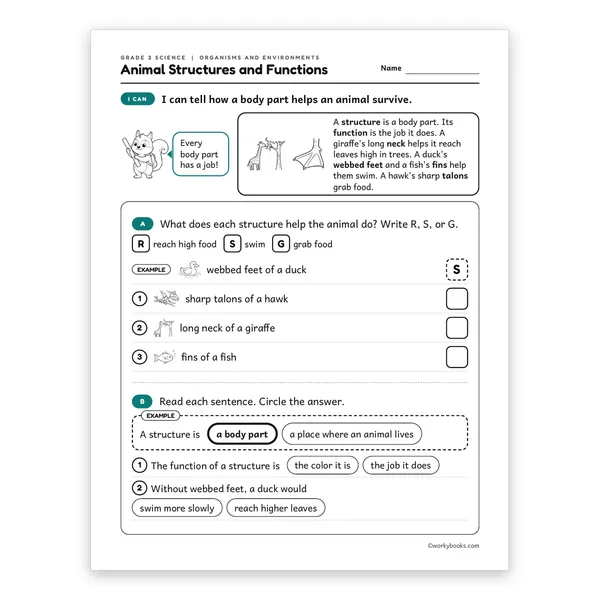 3rd Grade Animal Structures and Functions worksheet for grade 3