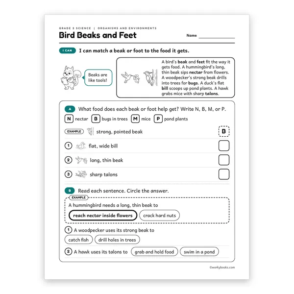 3rd Grade Bird Beaks and Feet worksheet for grade 3