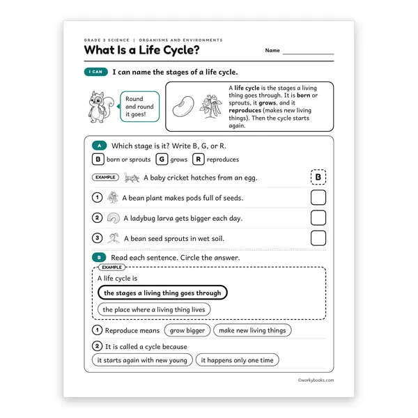 3rd Grade What Is a Life Cycle? worksheet for grade 3