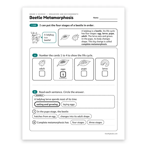 3rd Grade Beetle Metamorphosis worksheet for grade 3