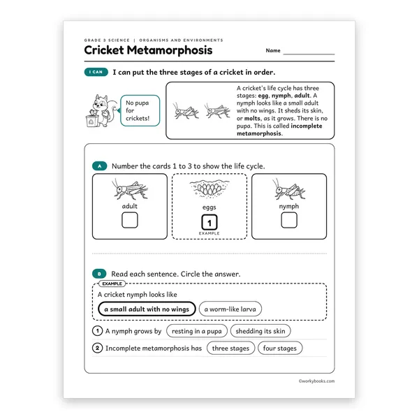 3rd Grade Cricket Metamorphosis worksheet for grade 3