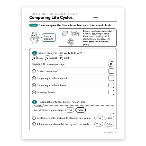 3rd Grade Comparing Life Cycles worksheet for grade 3