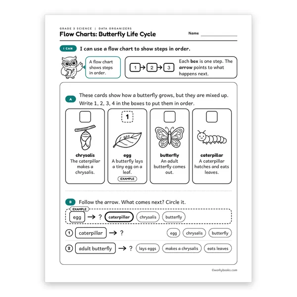 3rd Grade Flow Charts: Butterfly Life Cycle worksheet for grade 3