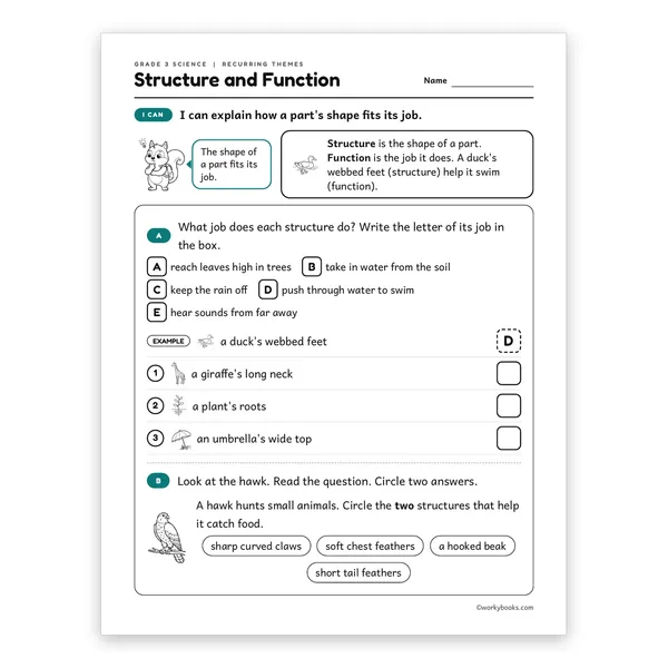 3rd Grade Structure and Function worksheet for grade 3