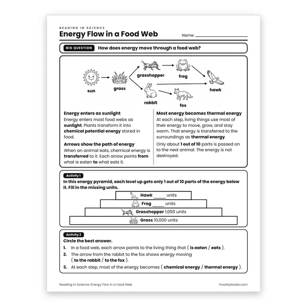Energy Flow in a Food Web worksheet for grade 6
