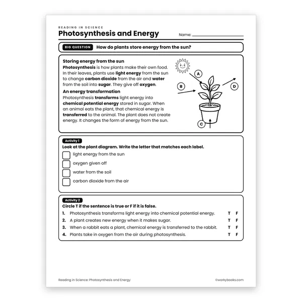 Photosynthesis and Energy worksheet for grade 6