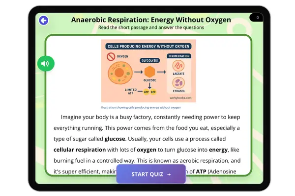 Anaerobic Respiration - reading educational content