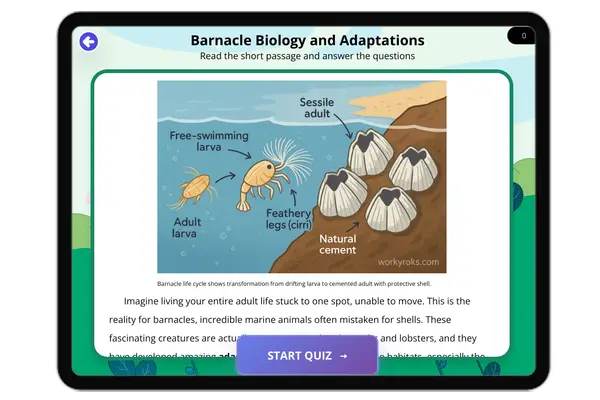 Barnacle Biology and Adaptations - reading educational content