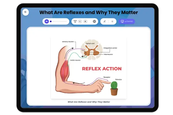 What Are Reflexes and Why Matter - reading educational content