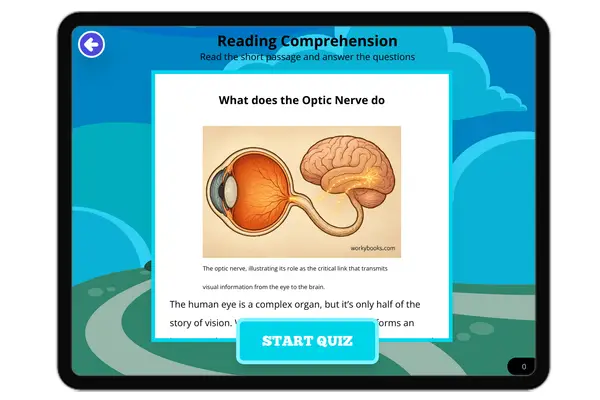 What does the Optic Nerve Do - reading educational content