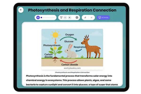 Photosynthesis and Respiration Connection - reading educational content
