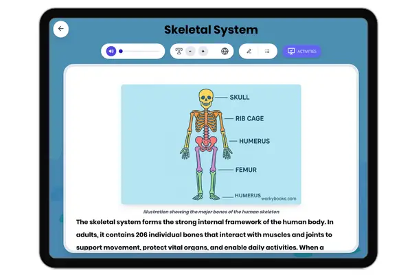 Skeletal System - reading educational content