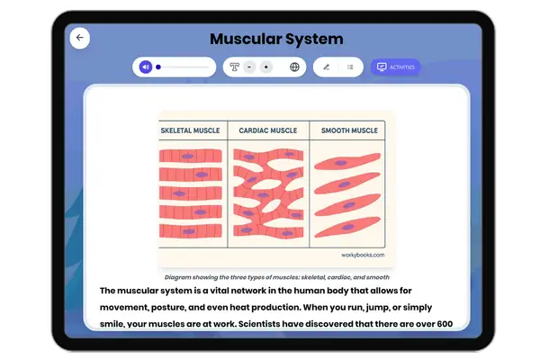Muscular System - reading educational content
