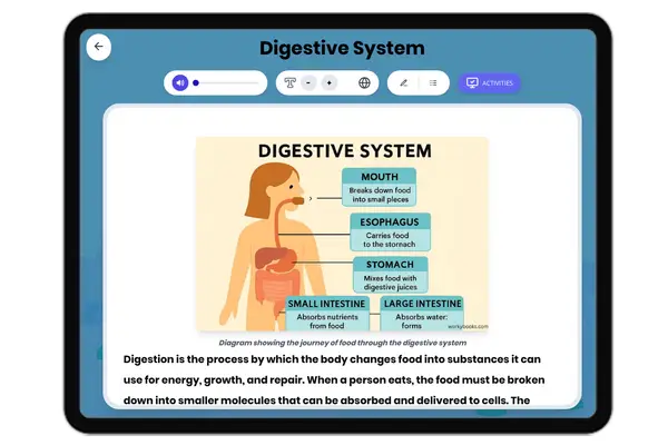 Digestive System - reading educational content