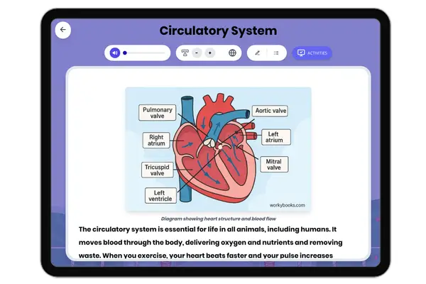Circulatory System - reading educational content