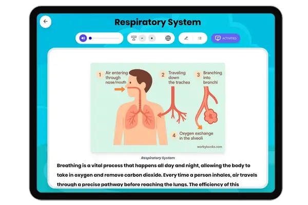 Respiratory System - reading educational content