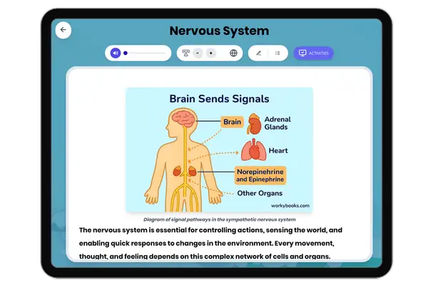 Nervous System - reading educational content