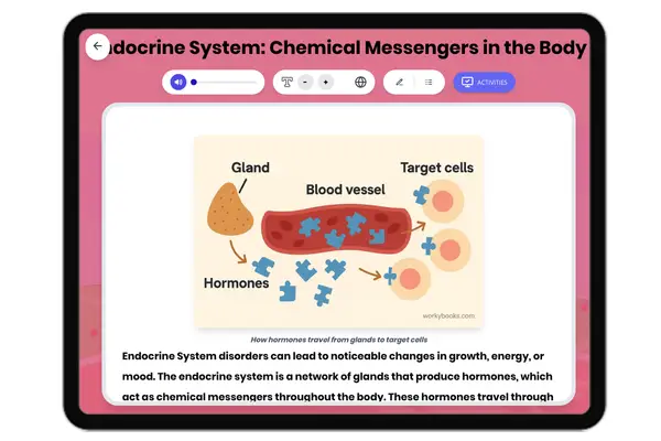 Endocrine System - reading educational content