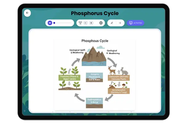 Phosphorus Cycle - reading educational content